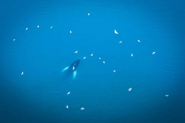 Groenlandia Occidental Ilulissat Jakobshavn Jacobshaven ballena keporkak —  Fotos de Stock