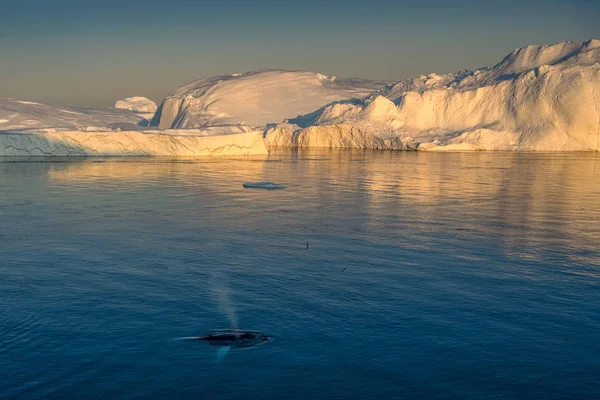 Groenlandia Occidental Ilulissat Jakobshavn Jacobshaven ballena keporkak —  Fotos de Stock