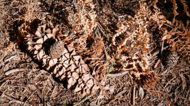 Güneybatı Usa, Sequoia ve Kings Canyon Ulusal Parkı Kaliforniya ağaç konileri karşılaştırması