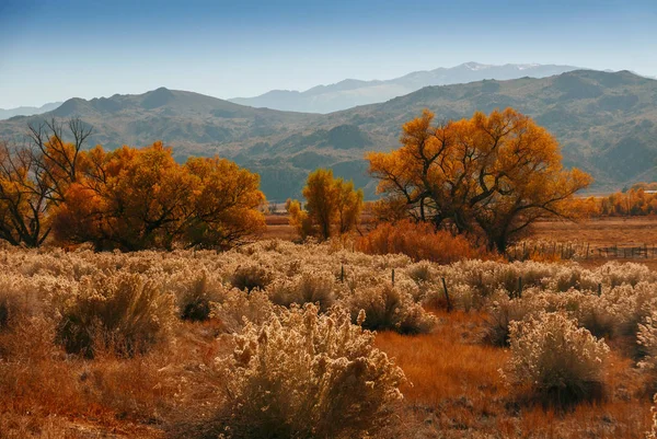 Όρος Gabb Usa Αμερική χρυσό δέντρο με πάγο — Φωτογραφία Αρχείου