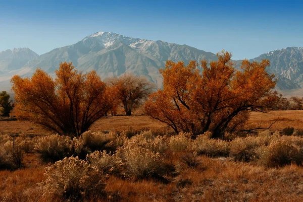Όρος Gabb Usa Αμερική χρυσό δέντρο με πάγο — Φωτογραφία Αρχείου