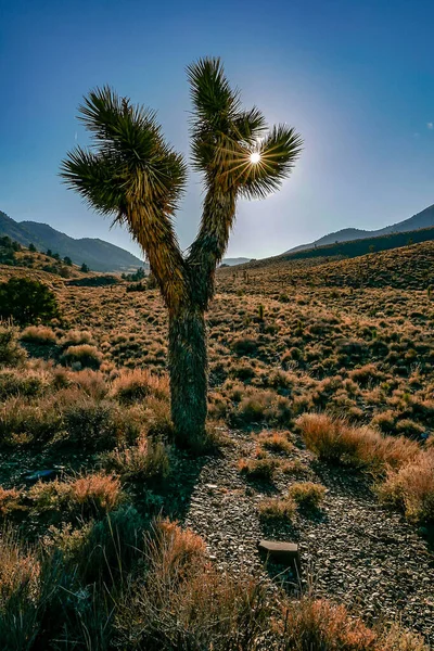 Joshua tree USA America gold tree — 스톡 사진