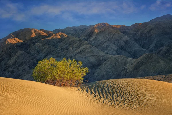 Mesquite Dunes suothwest USA arena — Foto de Stock