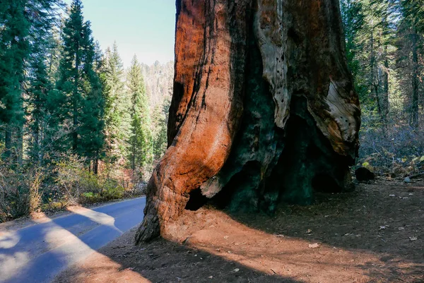 Zuidwest Usa, Sequoia en Kings Canyon National Park Californië — Stockfoto