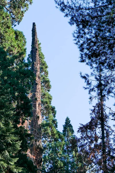 Délnyugat-USA, Sequoia és Kings Canyon Nemzeti Park California — Stock Fotó