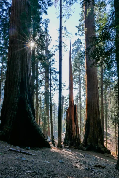 Jihozápadní USA, Sequoia a Kings Canyon National Park Kalifornské slunce — Stock fotografie