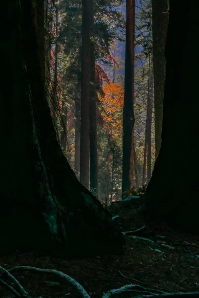 Southwest USA, Sequoia and Kings Canyon National Park California sun — Stock Photo, Image