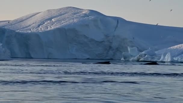 Гренландские Ледники Ilulissat Диско Бей Китовым Кепоркаком — стоковое видео