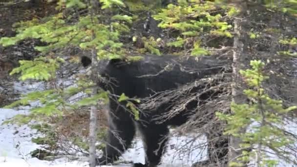 4K Video av en amerikansk svart björn på snö i skogen — Stockvideo