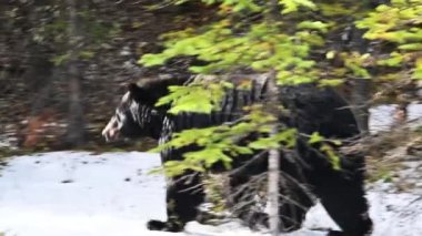 4K Ormandaki Siyah Ayı Videosu