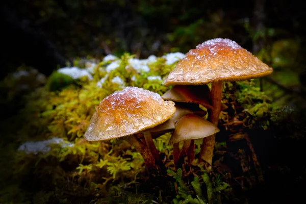 Yellow brown mushrooms in green moss with snow — Stock Photo, Image