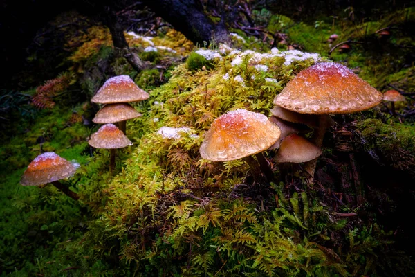 Champiñones marrones amarillos en musgo verde con nieve — Foto de Stock