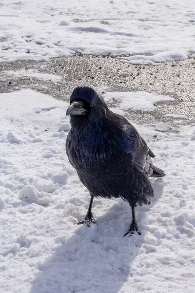 Черный ворон ворона птица на снежной дороге — стоковое фото