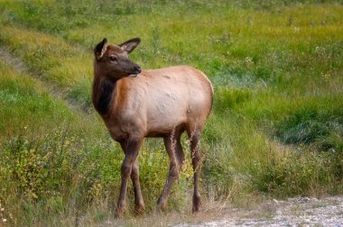Elk Wapiti Cervus canadensis, Jasper Alberta Kanada seyahat merkezi