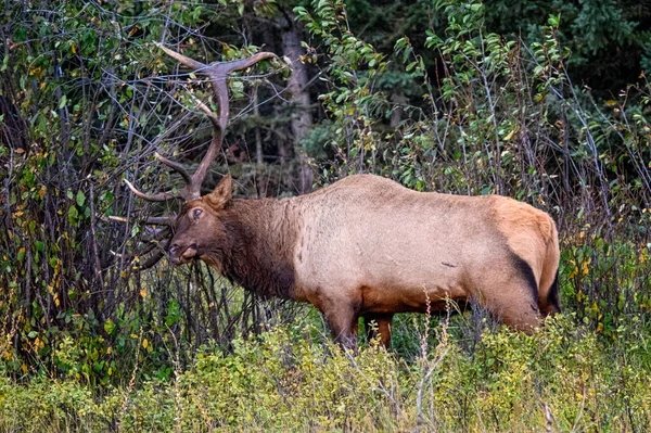 Elk Wapiti Cervus canadensis, Jasper Alberta Kanada travel destination — стокове фото