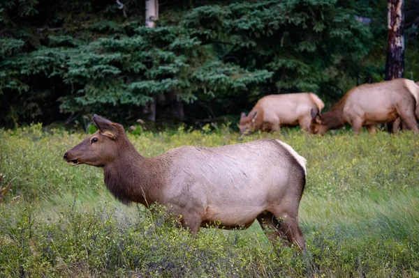 Elk Wapiti Cervus canadensis, Jasper Alberta Kanada travel destination — стокове фото