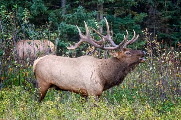 Elk Wapiti Cervus canadensis, Jasper Alberta Kanada travel destination — стокове фото