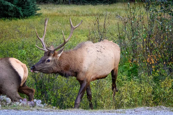 Elk Wapiti Cervus canadensis, Jasper Alberta Kanada travel destination — стокове фото