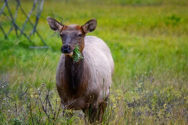 Elk Wapiti Cervus canadensis, Jasper Alberta Kanada travel destination — стокове фото