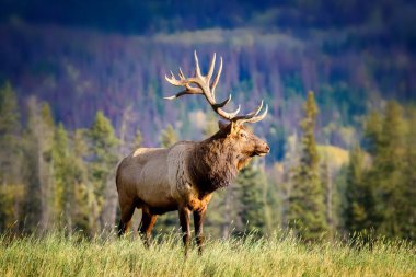 Elk Wapiti Cervus canadensis, Jasper Alberta Kanada seyahat merkezi