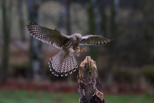 Falco tinnunculus, sokol mysiar, postolka, pustovka, The common kestrel, cernicalo — Stock fotografie