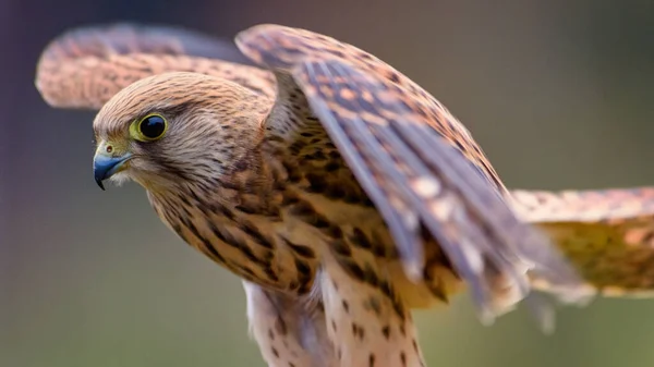 Falco tinnunculus, sokol mysiar, postolka, pustovka, de gewone torenvalk, cernicalo — Stockfoto