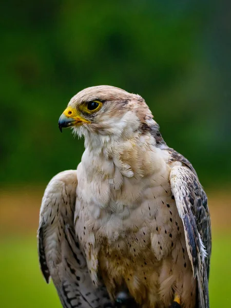 Falco biarmicus, Sokol, Raroh juzny, sokol tmavy, Lanner Falcon, Lanerfalke — 스톡 사진