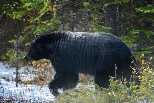 Un oso negro americano en la nieve en el bosque —  Fotos de Stock