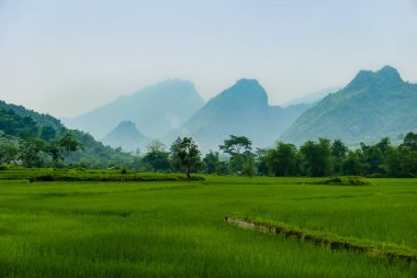 Tipik Vietnam manzarası ilkbaharda pirinç tarlasıyla