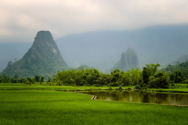 Типовий в'єтнамський пейзаж навесні з рисом. — стокове фото