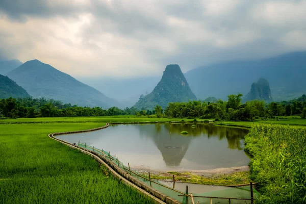 Typical Vietnamese landscape in spring with rice field — Stock Photo, Image