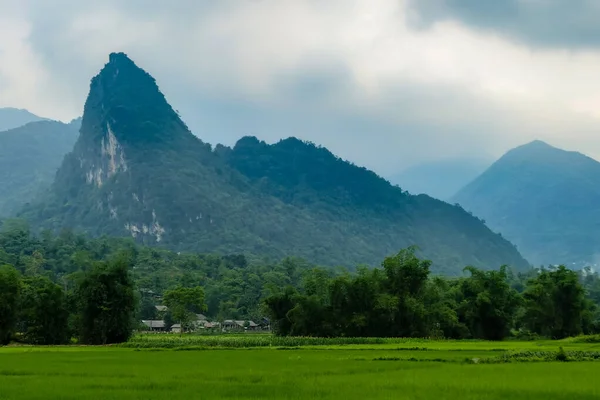 Típico paisaje vietnamita en primavera con campo de arroz —  Fotos de Stock