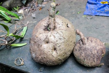 Tipik Vietnam yemekleri ve taze sebzeli bölgesel sağlıklı yemekler.