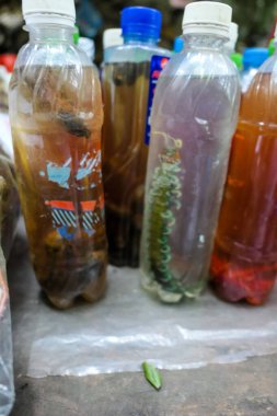 Pirinç ya da mısır votkasıyla marine edilmiş dev Scolopendra çayı