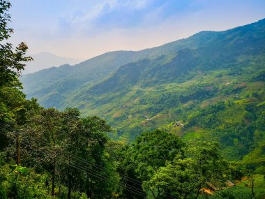 Tipik Vietnam manzarası ilkbaharda pirinç tarlalarıyla