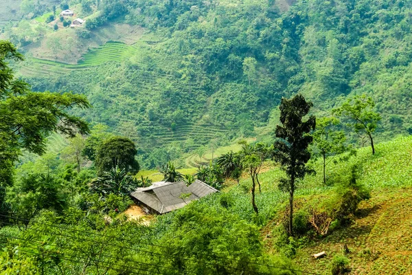 Paisagem típica vietnamita na primavera com campos de arroz — Fotografia de Stock