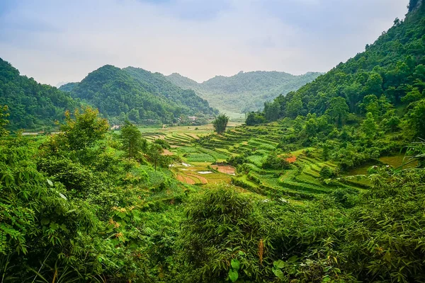 Típico paisaje vietnamita en primavera con arrozales —  Fotos de Stock