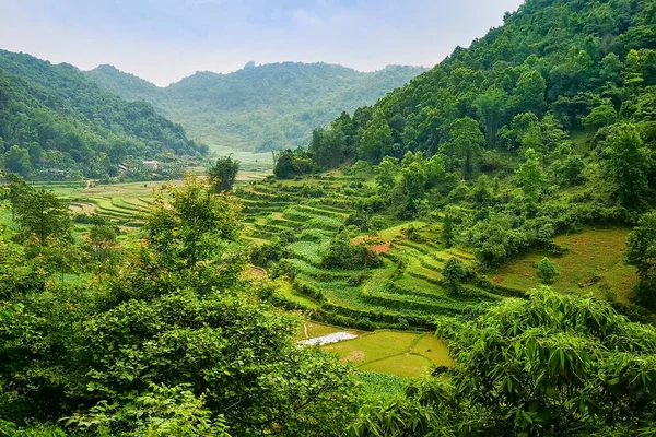 Paysage vietnamien typique au printemps avec rizières — Photo