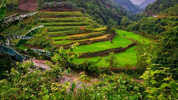 Paisagem típica vietnamita na primavera com campos de arroz — Fotografia de Stock