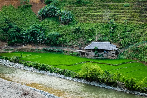 Типовий в "єтнамський пейзаж навесні з рисовими полями. — стокове фото