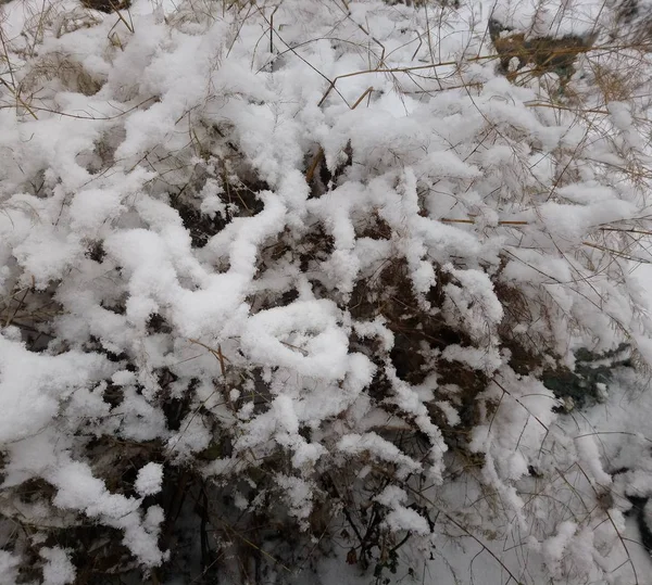 美丽的雪地植物生长在大自然中 — 图库照片