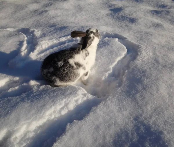 雪の中に美しい灰色の白いウサギが座っている — ストック写真