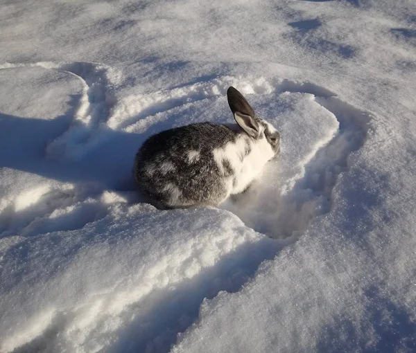白い雪を食べるふわふわの灰色のウサギ — ストック写真