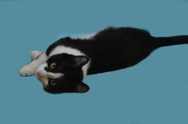 Kucing Cantik Terletak Latar Belakang Biru — Stok Foto