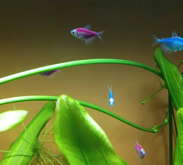 Mooie Vissen Zwemmen Een Aquarium — Stockfoto