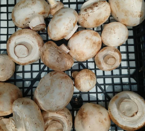 mushroom mushrooms lie in a black box