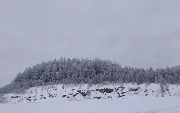 Berg Waarop Met Ijs Bedekte Bomen Groeien — Stockfoto