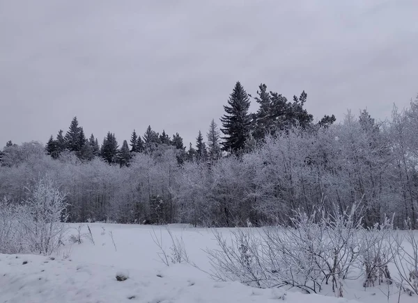 Ледяные Деревья Растут Открытом Воздухе Зимой — стоковое фото