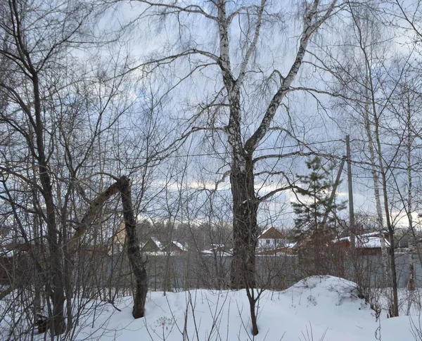 冬の森の中で大きな白樺や壊れた木が育ち — ストック写真