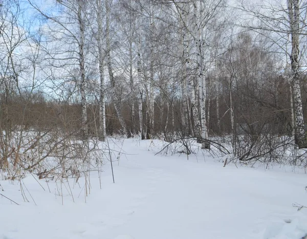 foliage-free birch trees grow in the winter forest